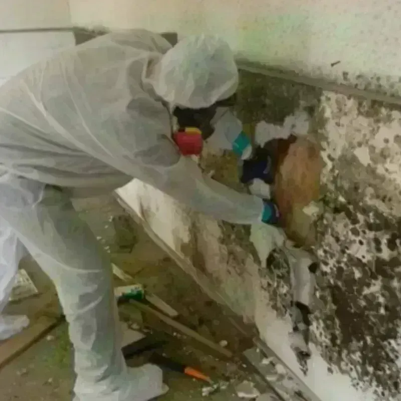 Mold Remediation and Removal in Cornersville, TN